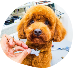 How Dog Grooming Can Improve Your Pet’s Well-Being