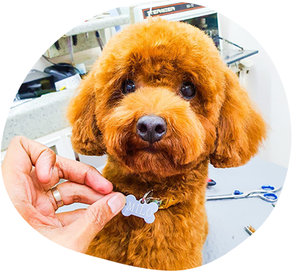How Dog Grooming Can Improve Your Pet’s Well-Being